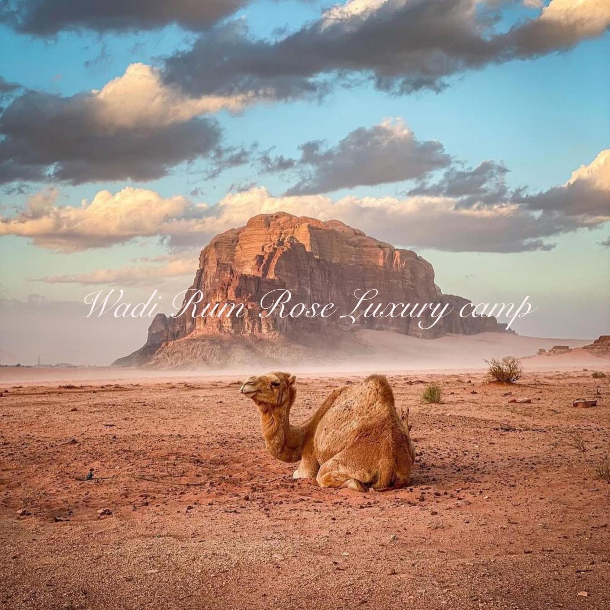Wadi Rum Rose Luxury Camp Extérieur photo