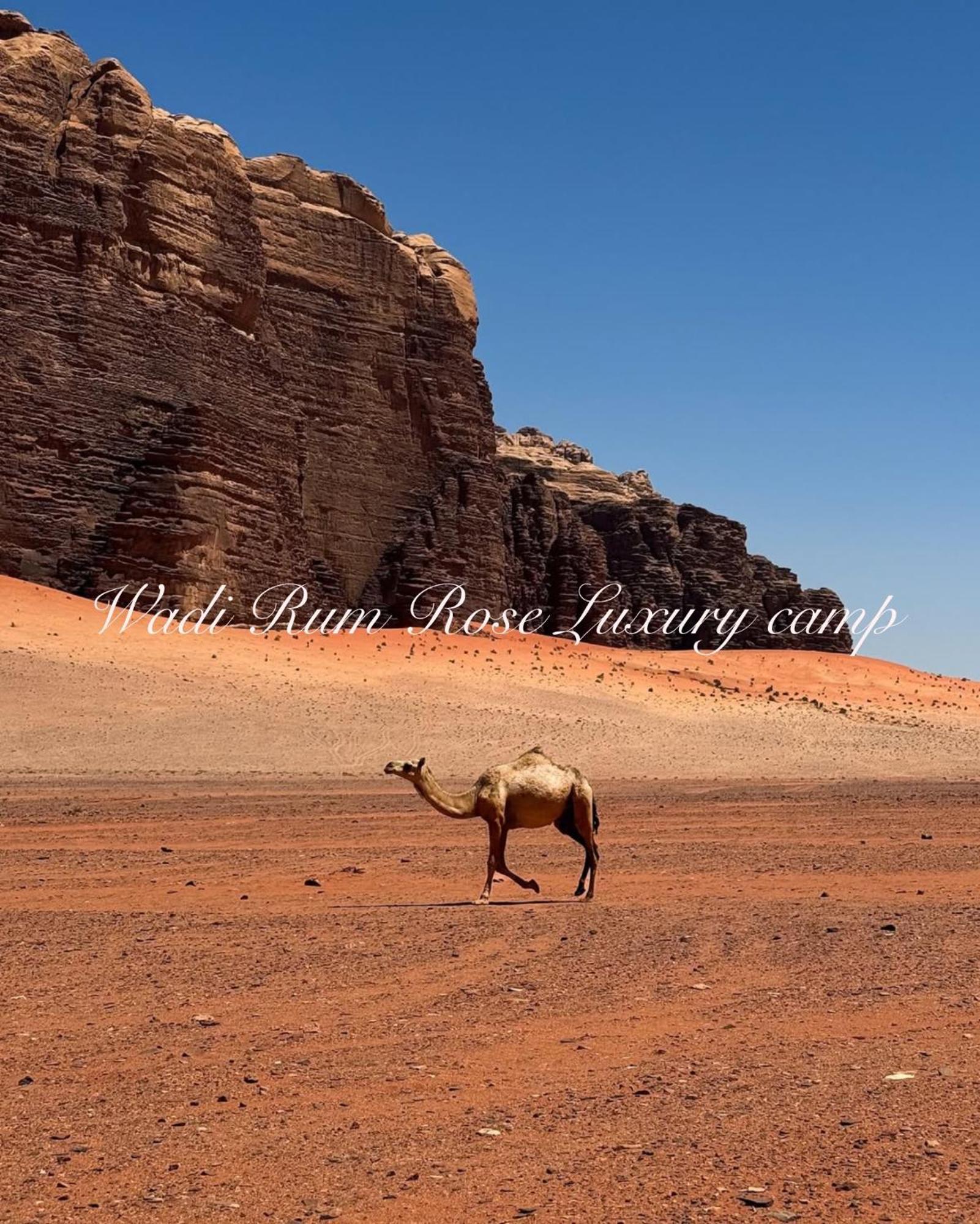 Wadi Rum Rose Luxury Camp Extérieur photo