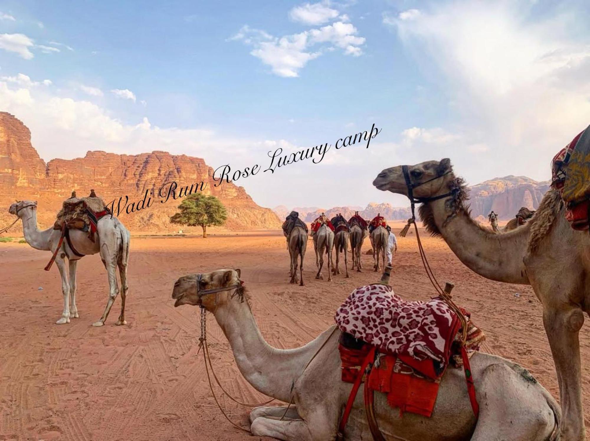 Wadi Rum Rose Luxury Camp Extérieur photo
