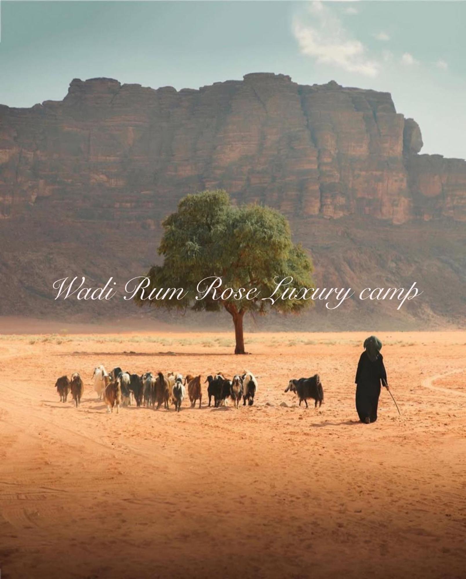 Wadi Rum Rose Luxury Camp Extérieur photo